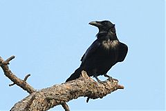 Common Raven